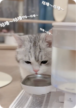 貓咪使用飲水機照片 3