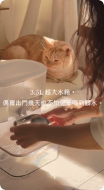 貓咪使用飲水機照片 3