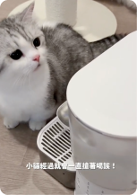 貓咪使用飲水機照片 2