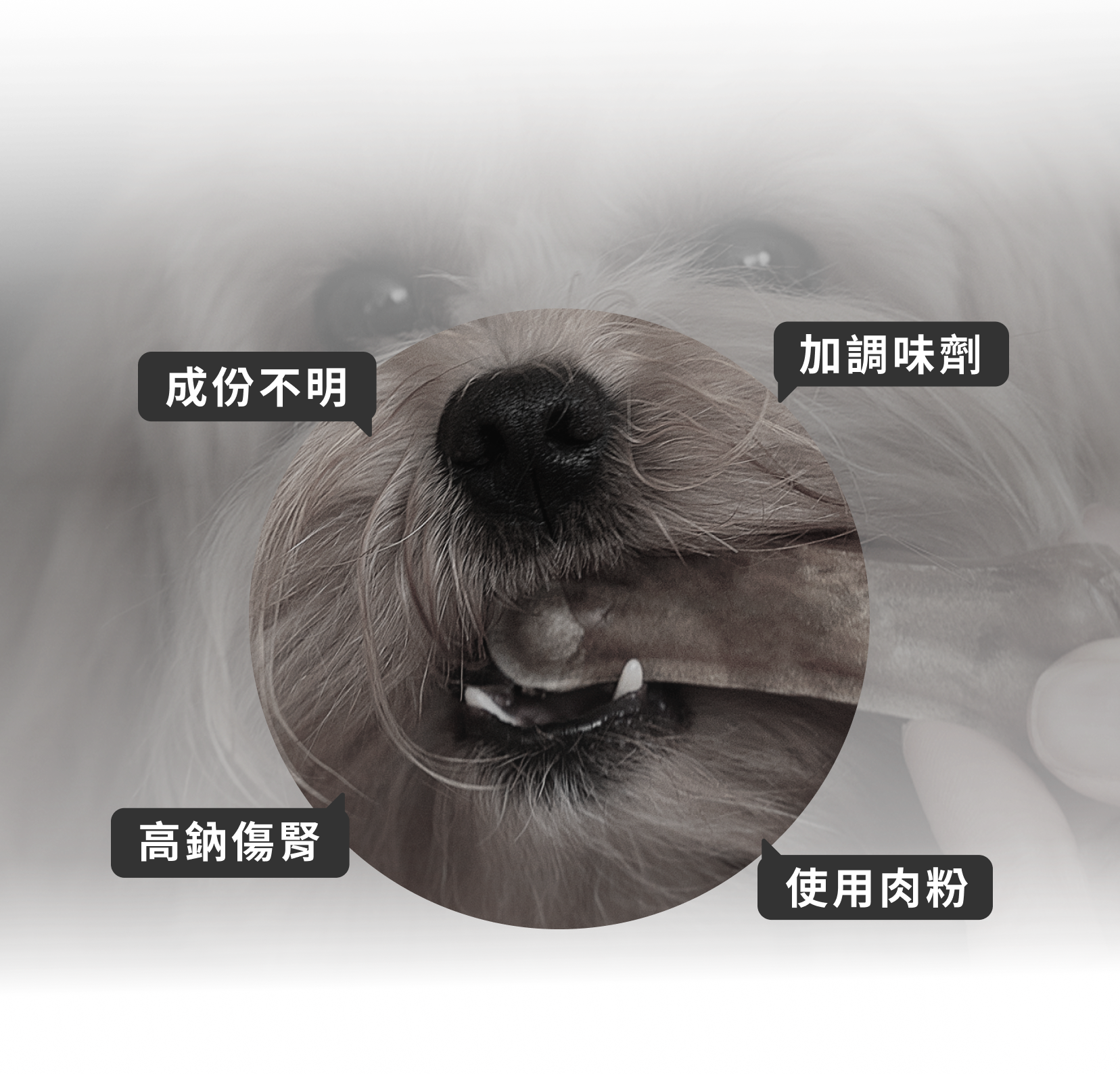 毛孩近照